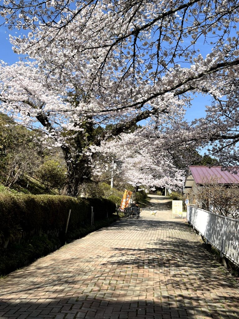 宝登山山頂で撮影