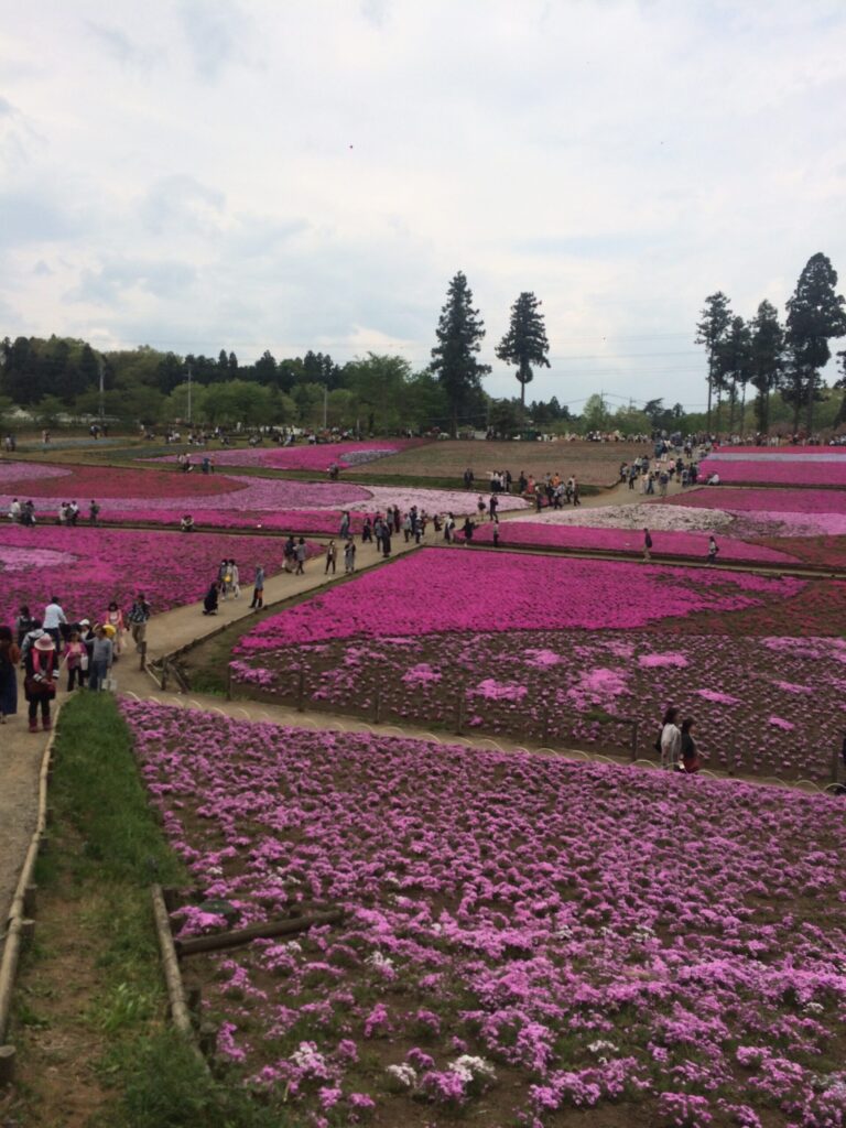 秩父羊山公園芝桜の丘