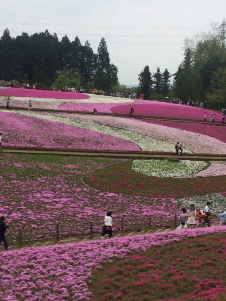 秩父羊山公園芝桜の丘