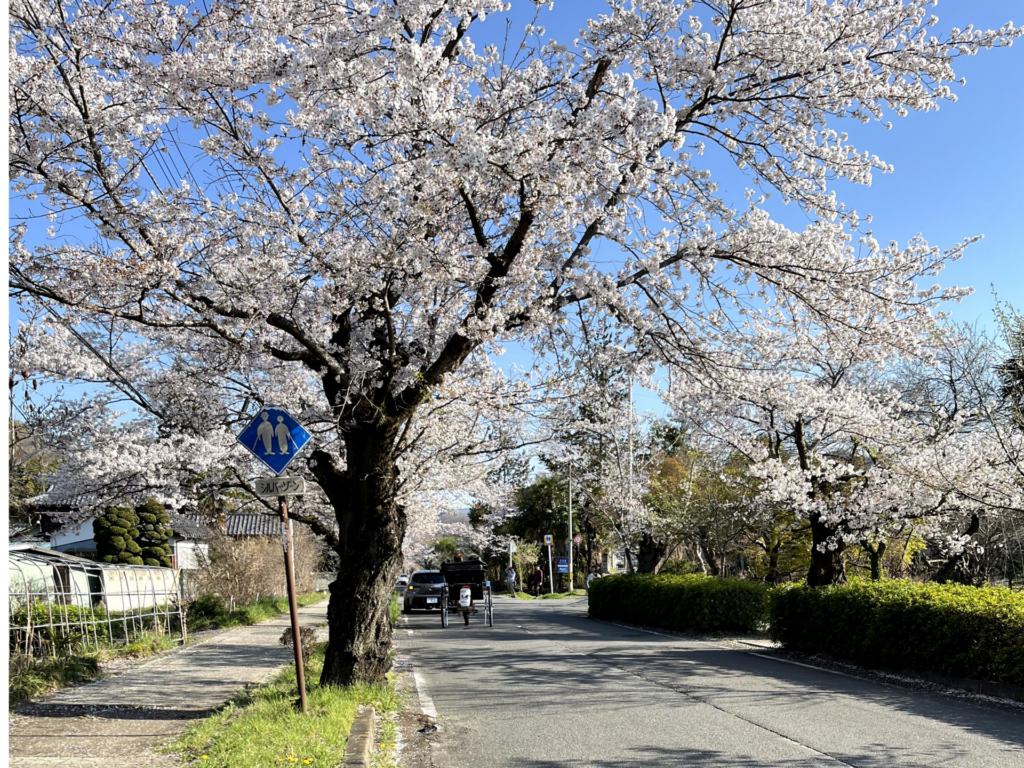 北桜通り