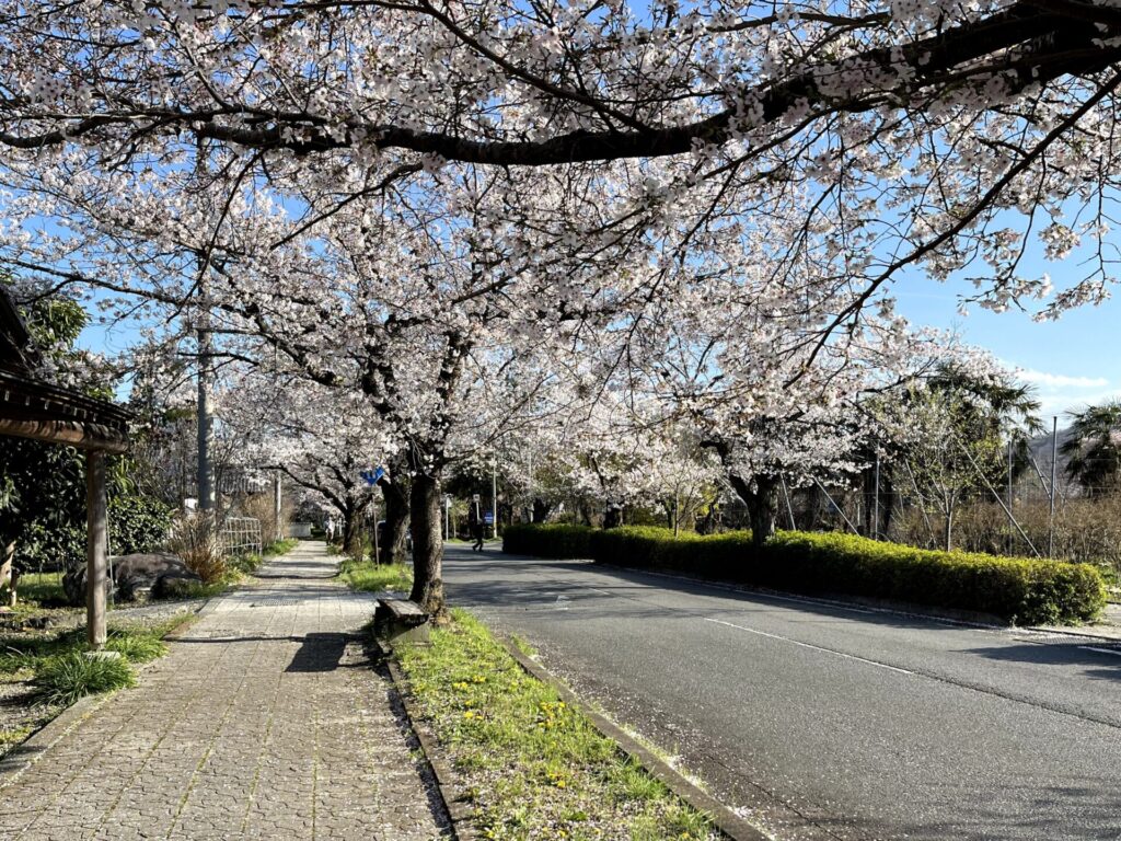 北桜通り