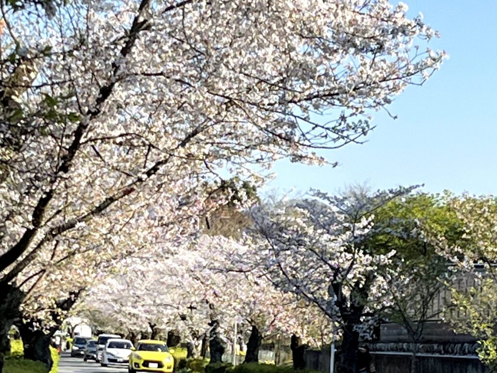北桜通り
