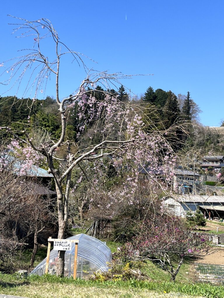 チチブベニシダレ：横瀬駅から芝桜の丘へ