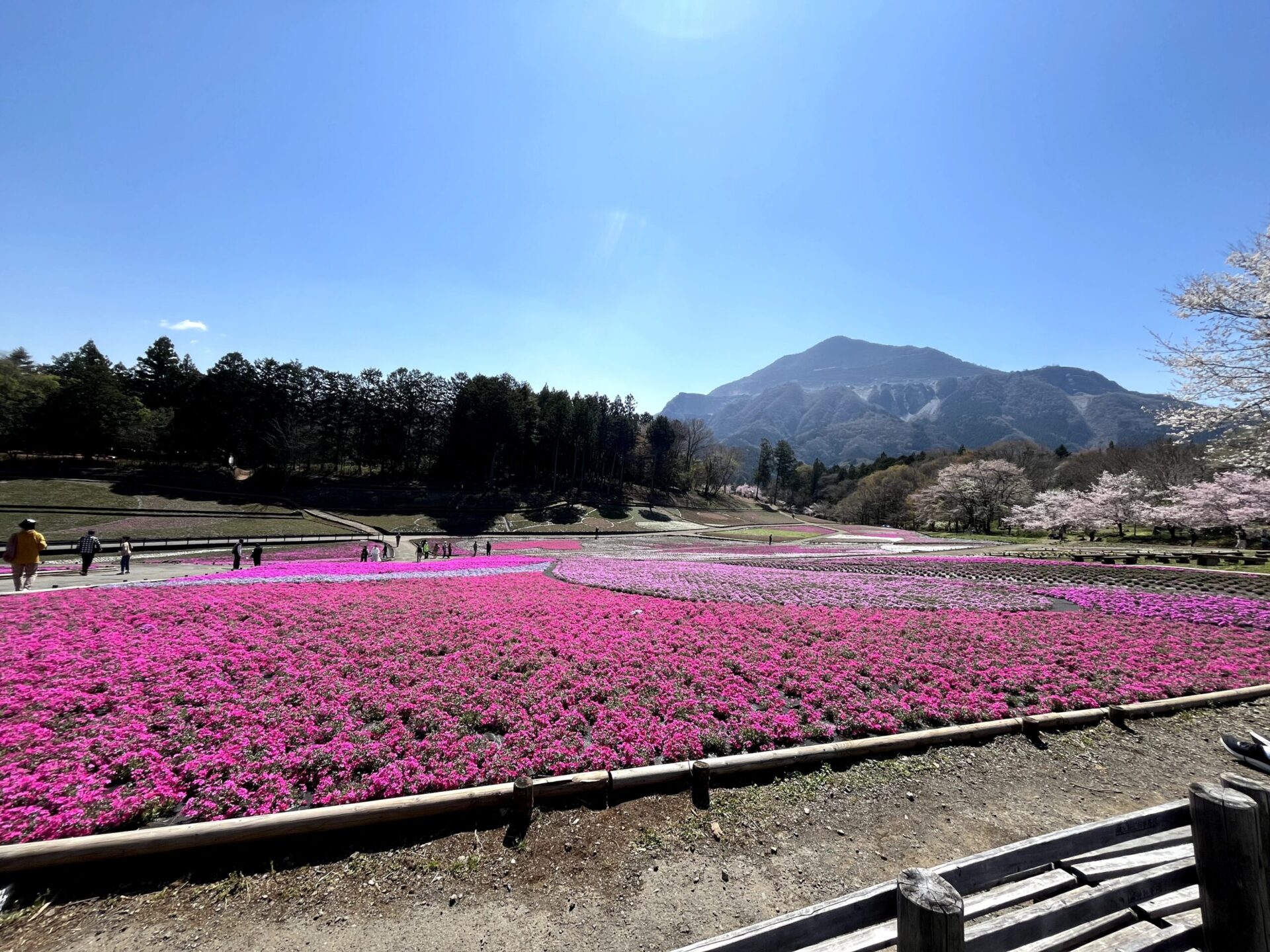 2026年芝桜まつりにて撮影：羊山公園