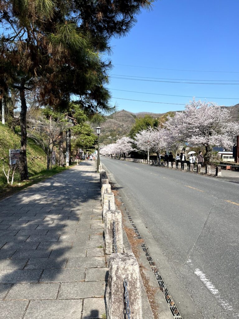 宝登山参道の桜