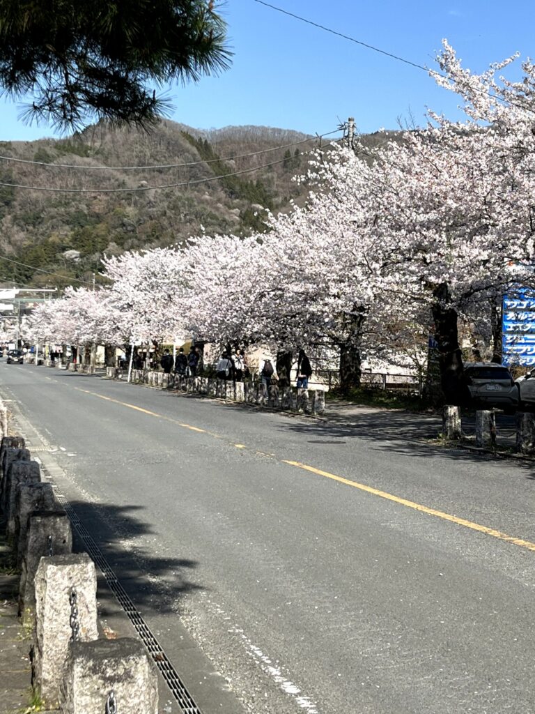 宝登山参道の桜