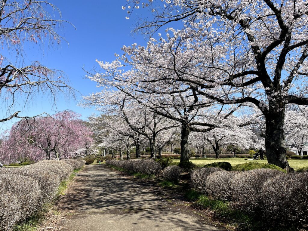 2026年芝桜まつりにて撮影：羊山公園