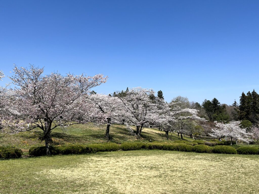 2026年芝桜まつりにて撮影：羊山公園
