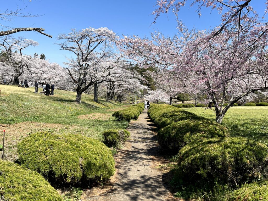 2026年芝桜まつりにて撮影：羊山公園