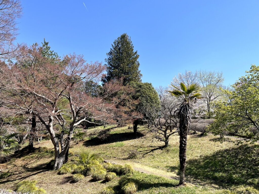 2026年芝桜まつりにて撮影：羊山公園