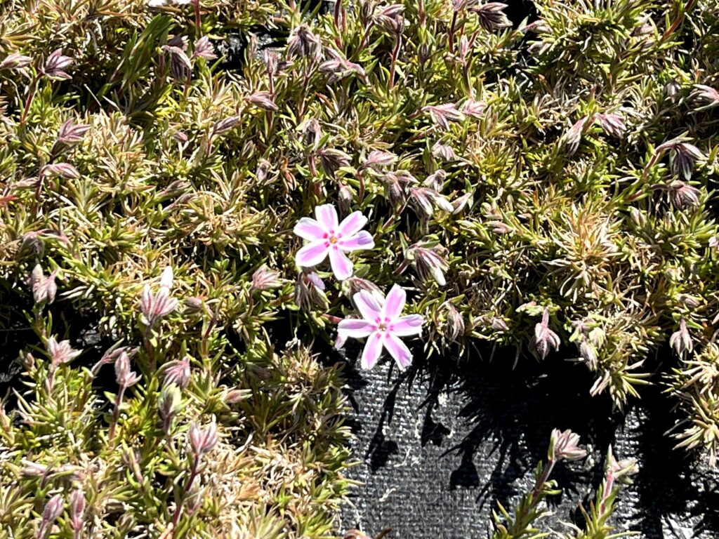 2026年芝桜まつりにて撮影：羊山公園