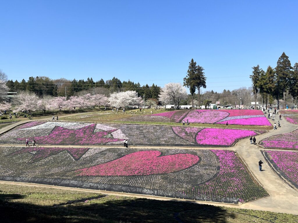 2026年芝桜まつりにて撮影：羊山公園