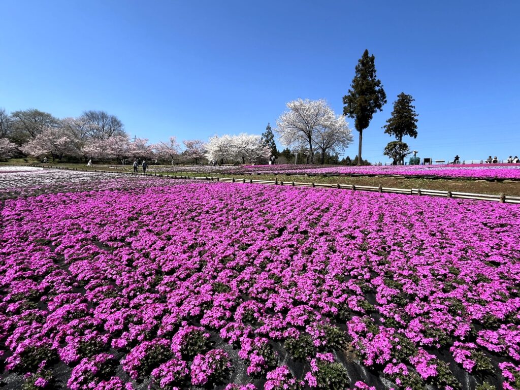 2026年芝桜まつりにて撮影：羊山公園