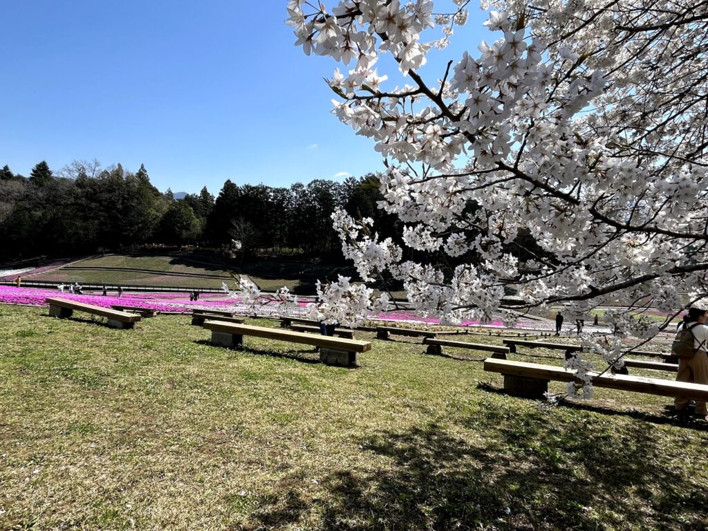 2026年芝桜まつりにて撮影：羊山公園