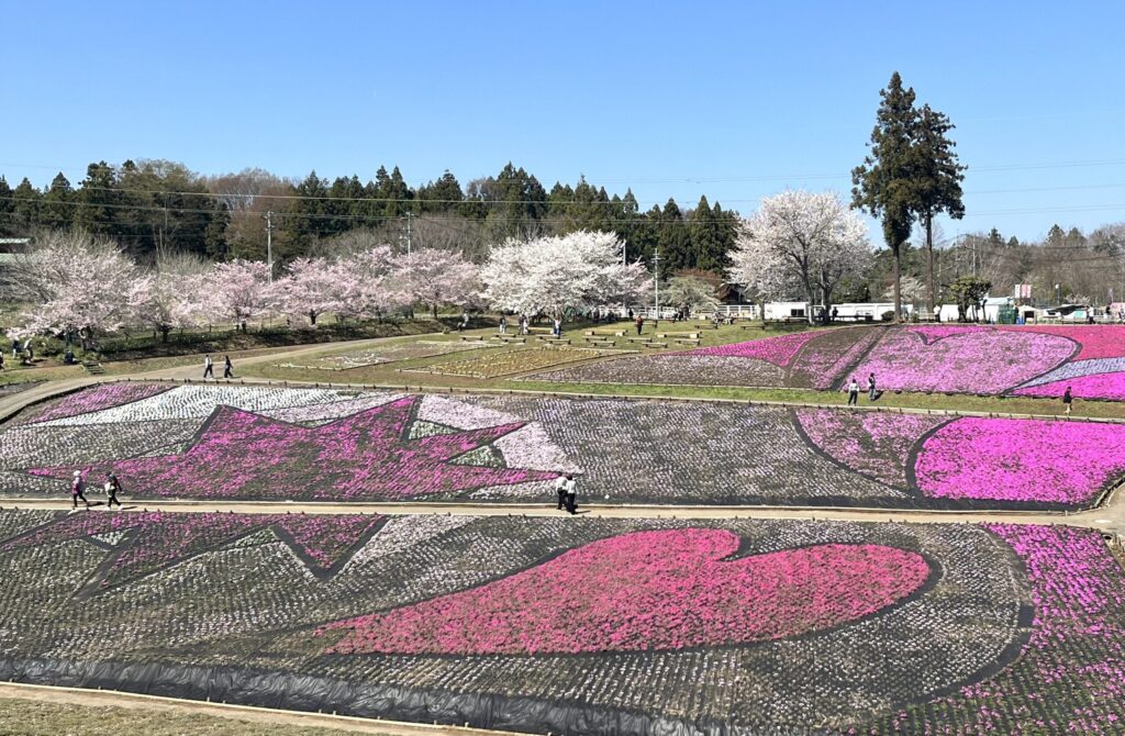 2026年芝桜まつりにて撮影：羊山公園