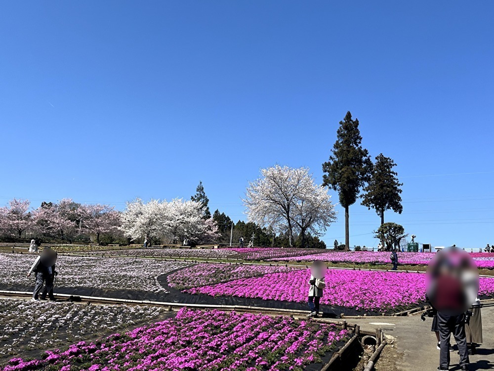 2026年芝桜まつりにて撮影：羊山公園